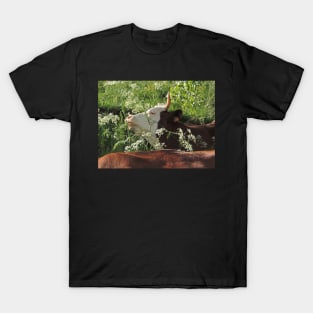 Cowparsley Feast T-Shirt